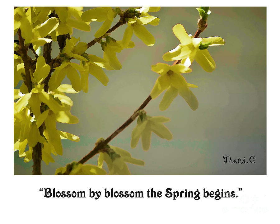 Blossom by Blossom Photograph by Traci Cottingham
