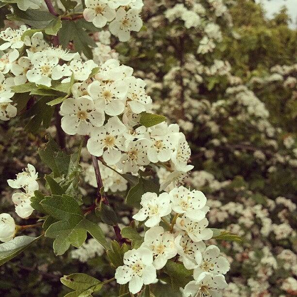 Spring Photograph - #blossom, #flower, #spring, #petal by Rykan V