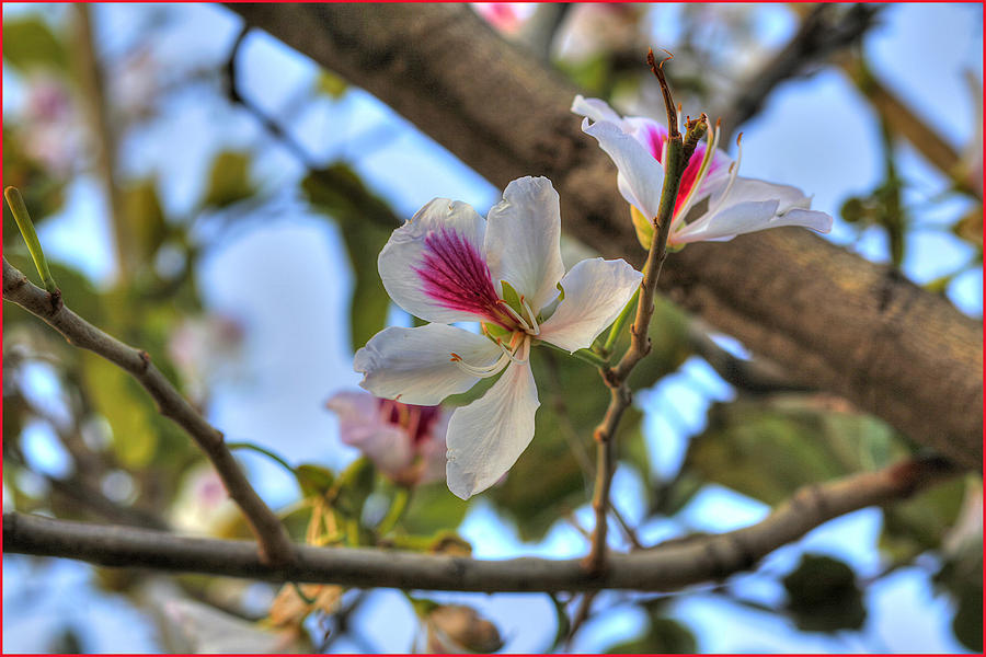 Blossom Photograph by Fuad Azmat