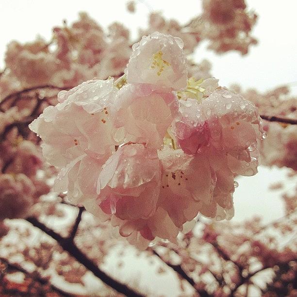 Portland Photograph - Blossom #ig #instagram #iphone4s #pdx by Brandon Erickson