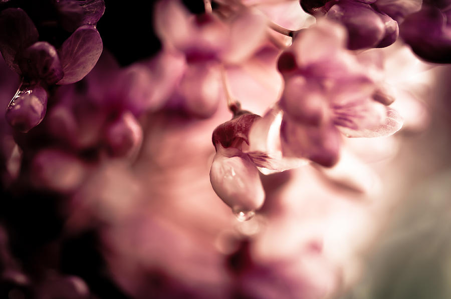 Blossom Photograph by Jason Naudi Photography