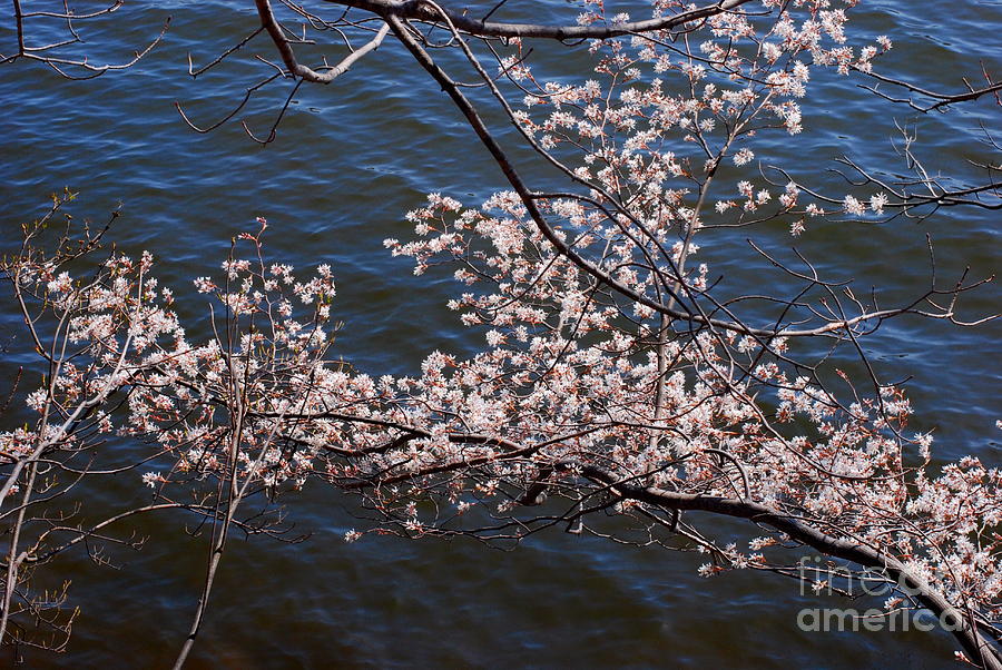 Blossom on Lake Photograph by Andrea Simon