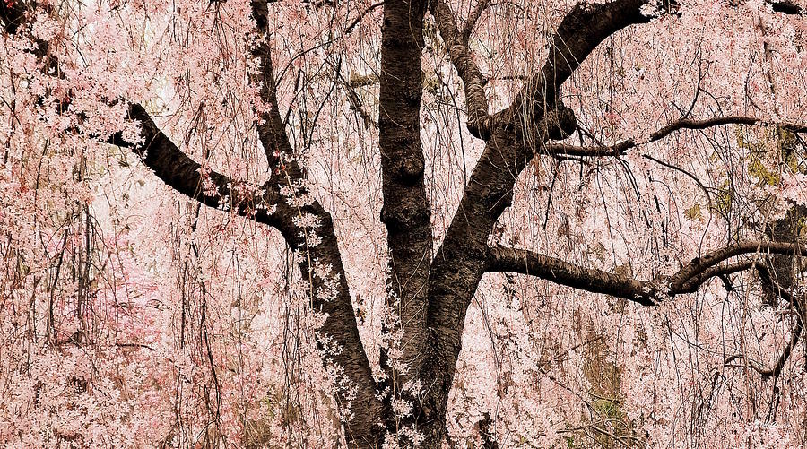Abstract Photograph - Blossom Rain by Deborah  Crew-Johnson