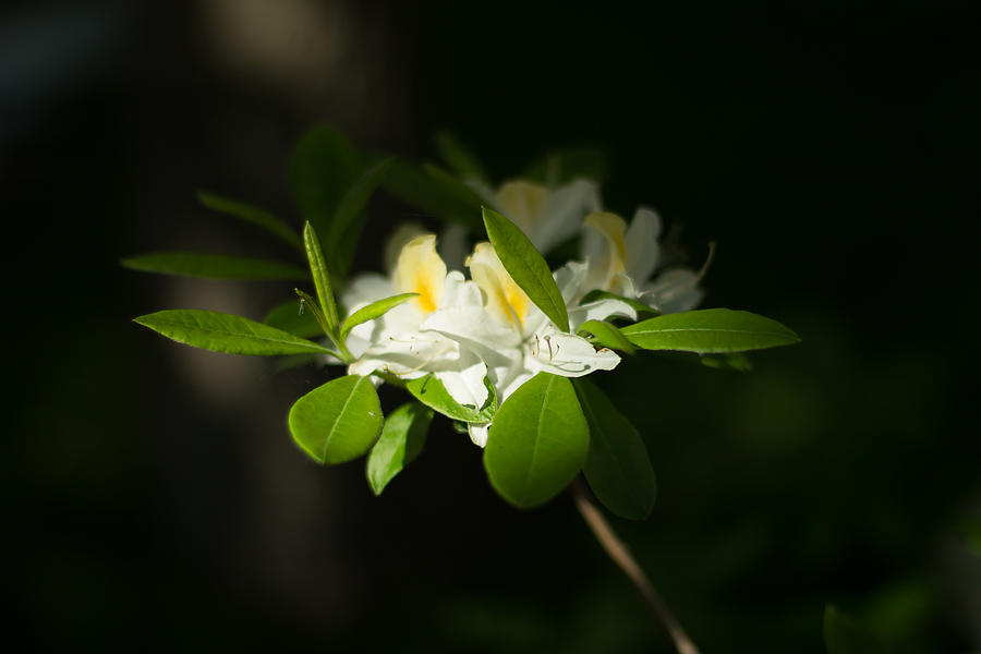 Blossoming Photograph by Jakub Sisak