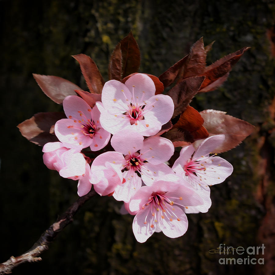 Blossoming Season Photograph by Jutta Maria Pusl
