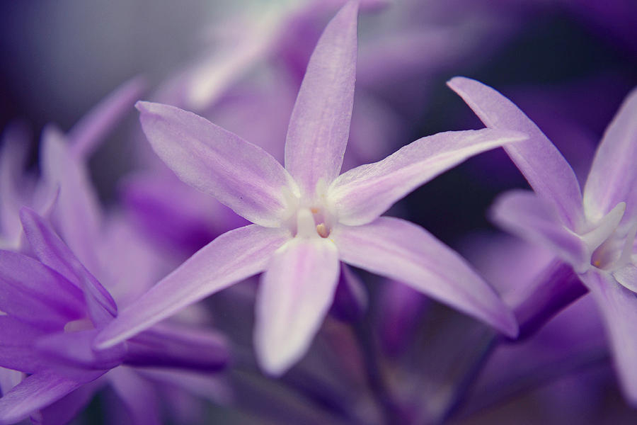 Blossoming Souls Photograph by Melanie Moraga