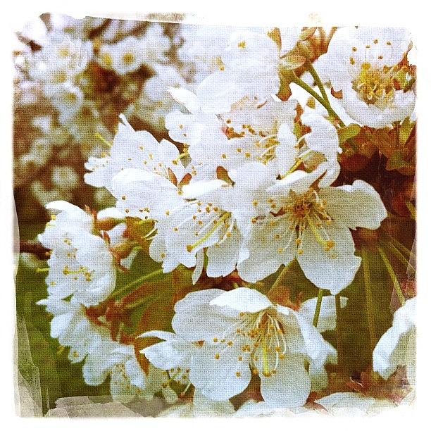 Spring Photograph - Blossom
#blossom #white  #spring by Alex Martin