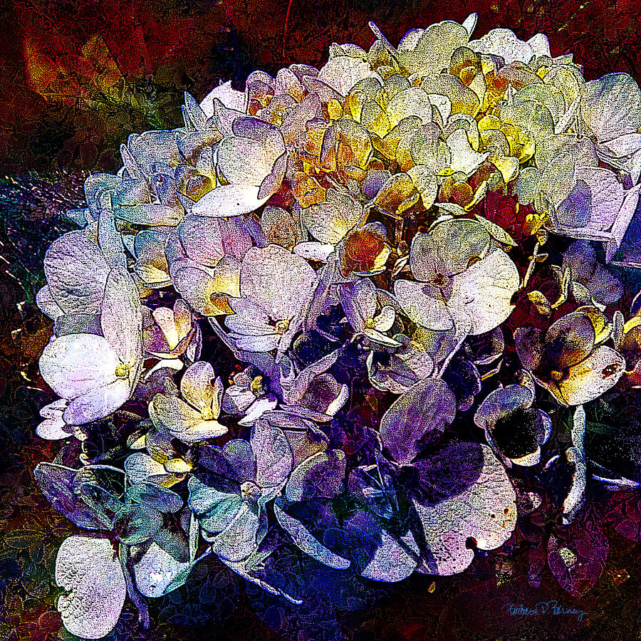 Blossoms Digital Art by Barbara Berney