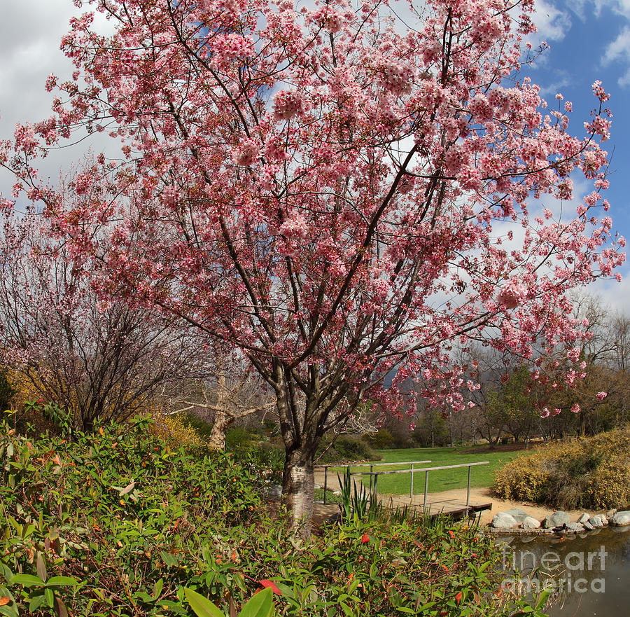 Blossoms in a park Digital Art by Nicholas Burningham