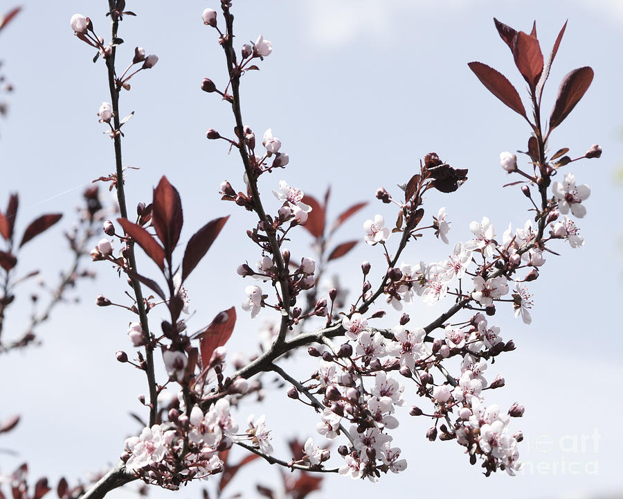 Blossoms in Time Photograph by Traci Cottingham
