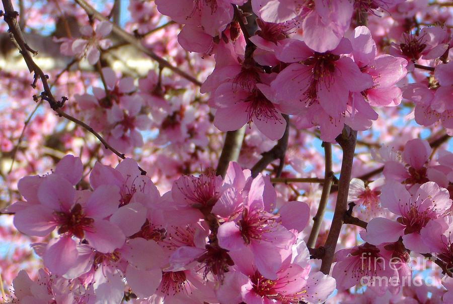 Blossoms Photograph by Lydia Holly