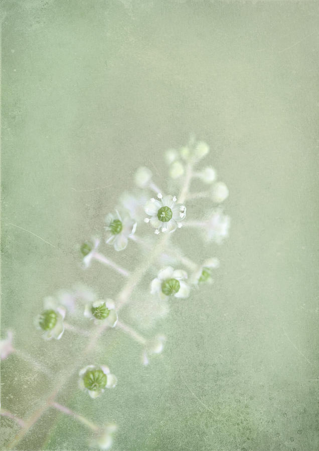 Blossoms Unfolding Photograph by Evelina Kremsdorf