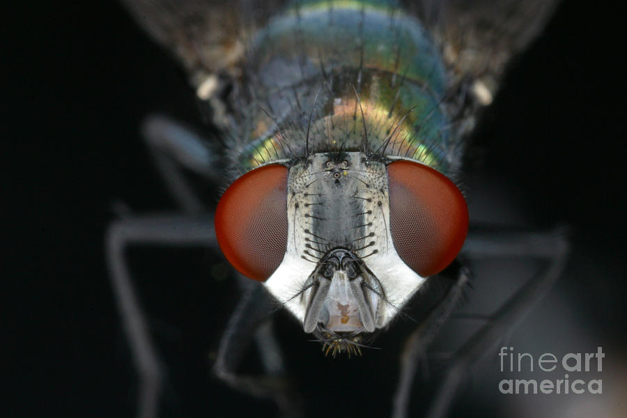 Blow Fly Photograph by Ted Kinsman