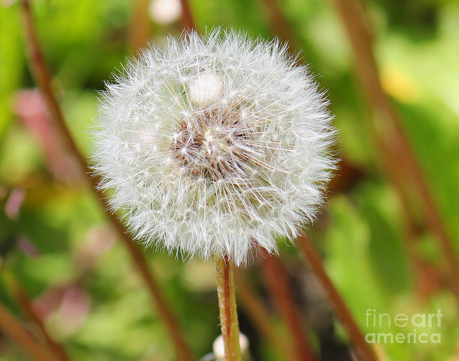 Blow Me Away Dandelion Seeds Photograph by Donna L Munro