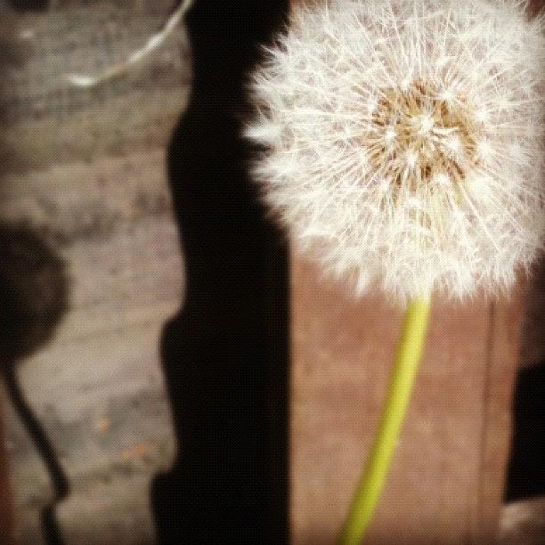 Nature Photograph - Blow Me! #dandelion #nature #white by Just Berns