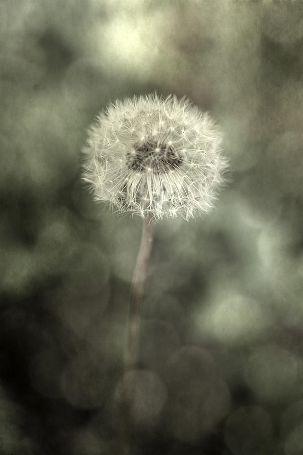 Nature Photograph - Blowball by Joana Kruse