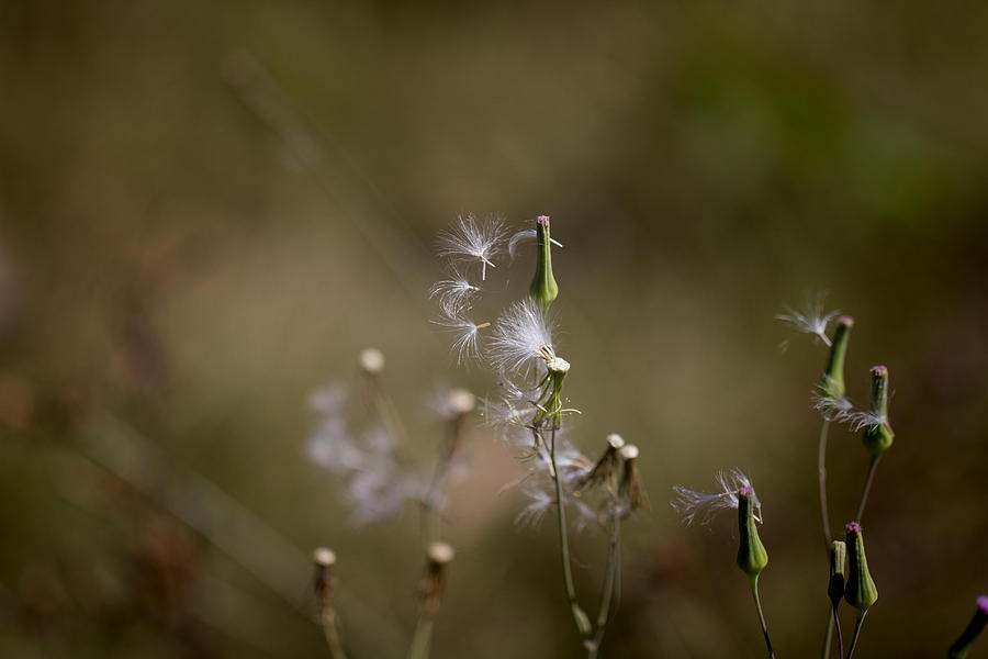 Dandelion Photograph - Blowing in the Wind V2 by Douglas Barnard