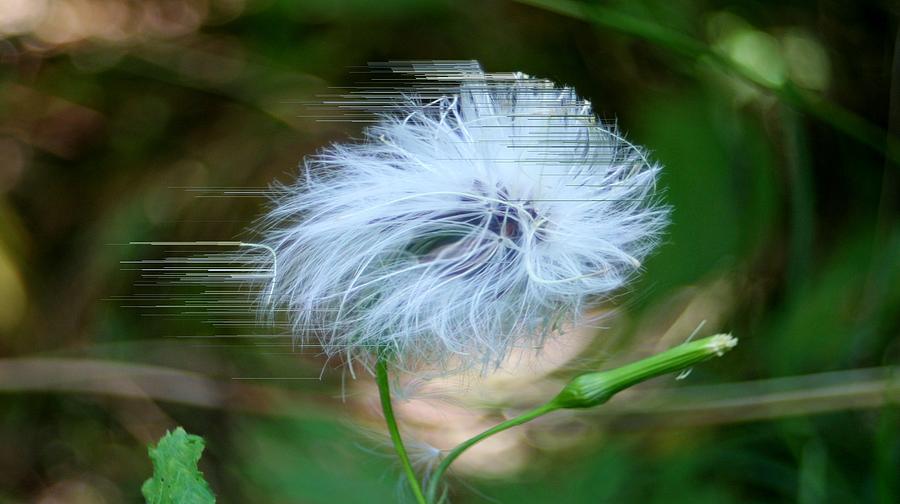 Flower Photograph - Blown Away by Barbara S Nickerson