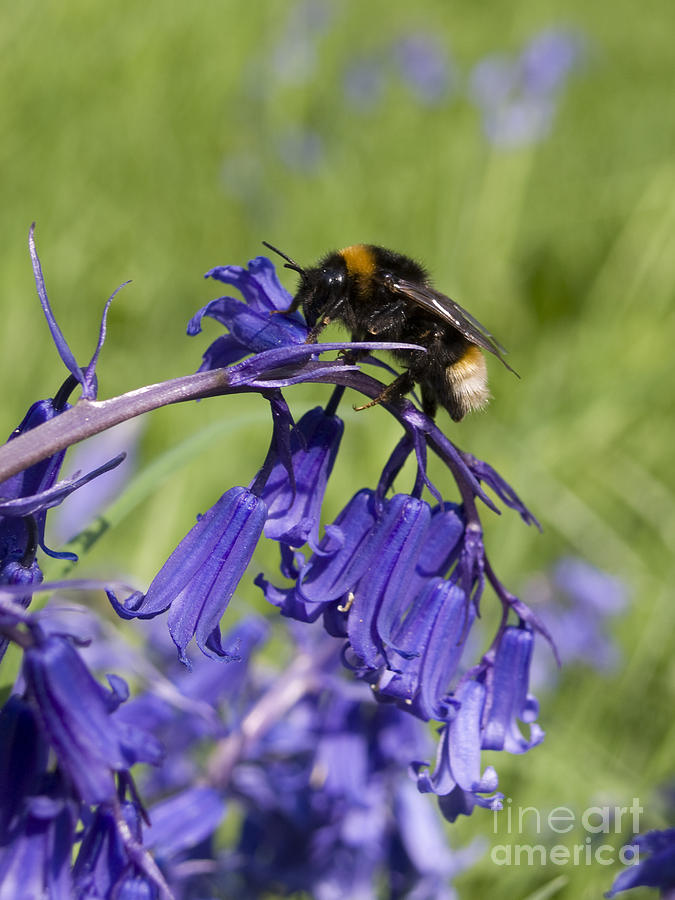 Blubell bee Photograph by Steev Stamford