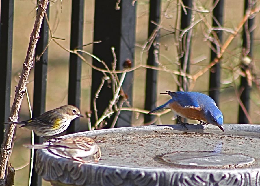 Blubird with Yellow-rumped Warbler and Chipping Sparrow Photograph by Jeanne Juhos
