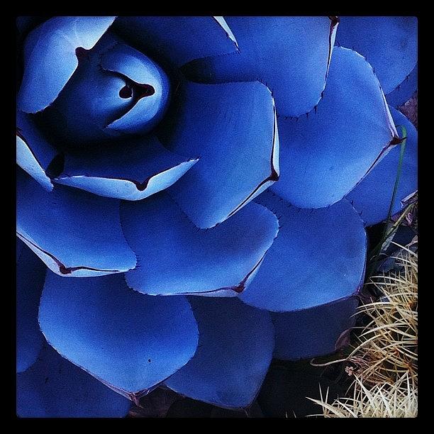 Blue Agave Photograph by Felice Willat