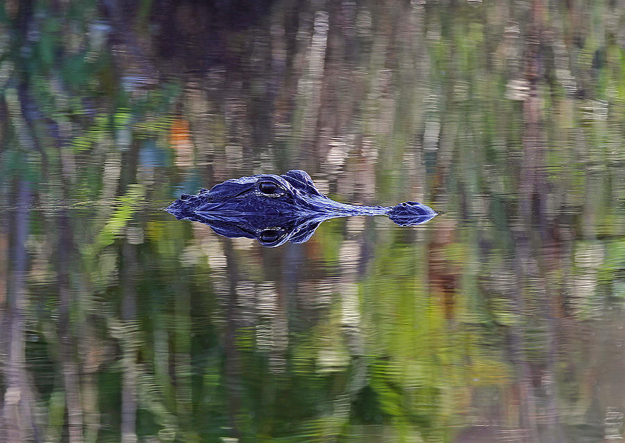 Blue Alligator Photograph