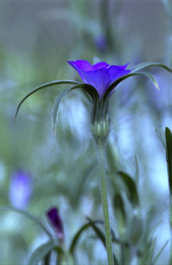 Flower Photograph - Blue ambiance by Patrick Kessler