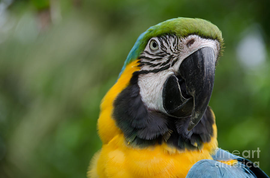 Parrot Photograph - Blue and Gold Macaw by Alysha Thompson