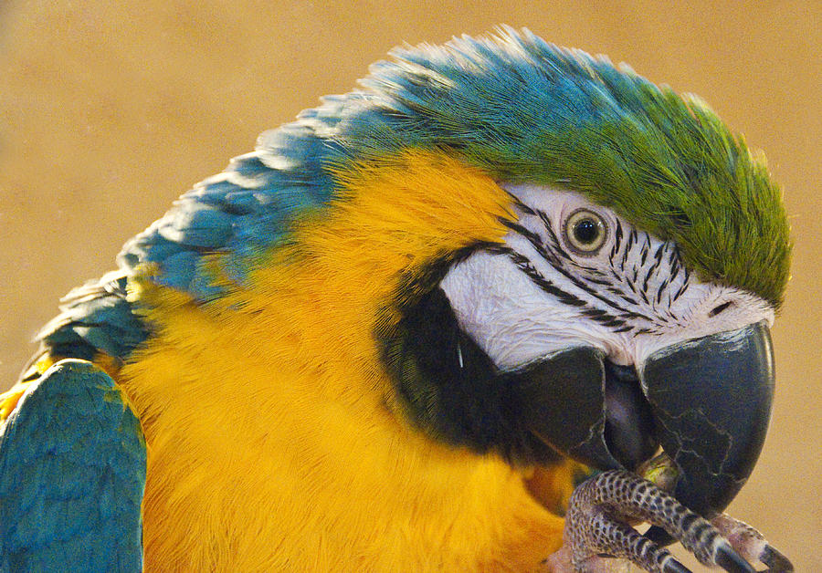 Blue And Gold Macaw Foot In Mouth Steven Natanson 