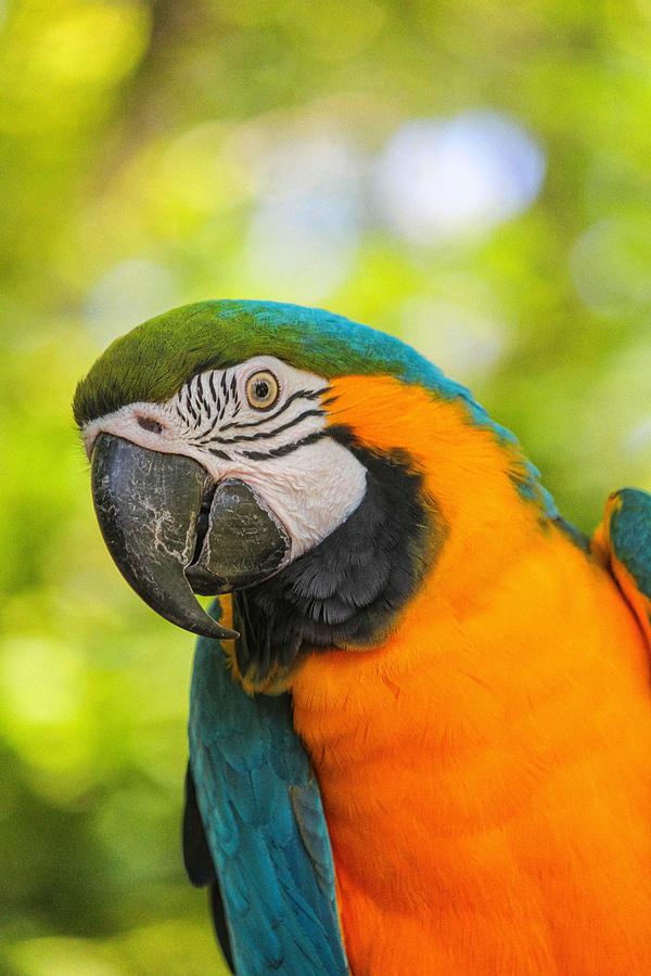 Blue And Gold Macaw Photograph by Peter Ciro