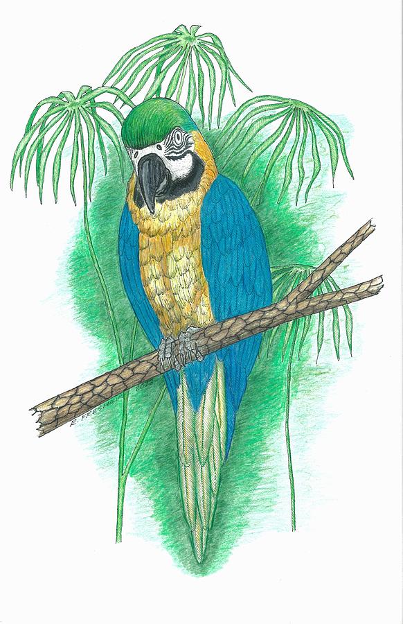 Parrot Drawing - Blue and Gold Macaw by Richard Freshour