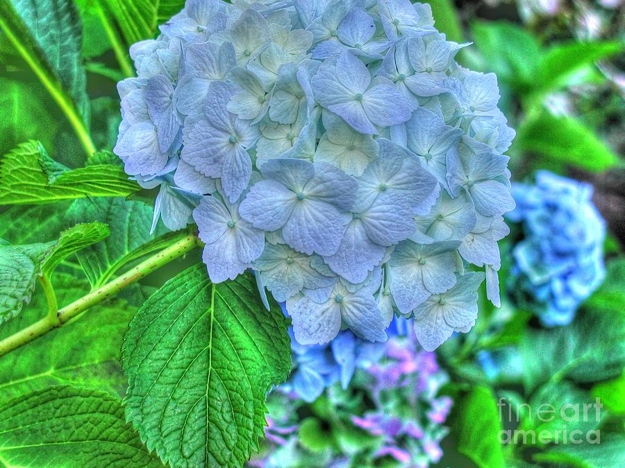 Blue and Green Flora Photograph by Tap On Photo
