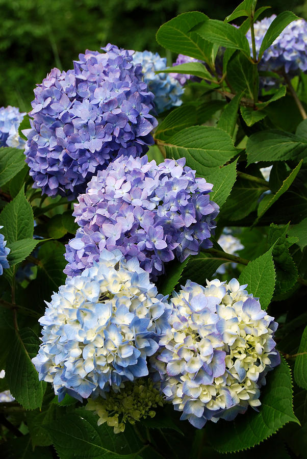 Blue and Purple Hydrangea Digital Art by Eva Kaufman - Fine Art America