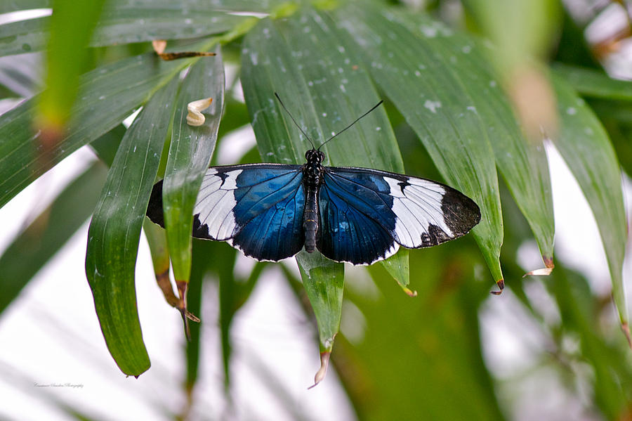 Blue and White Butterfly Photograph by Constance Sanders