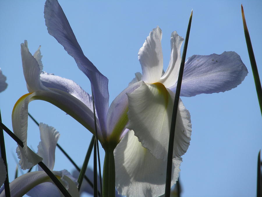 Blue And White Iris Photograph by Alfred Ng