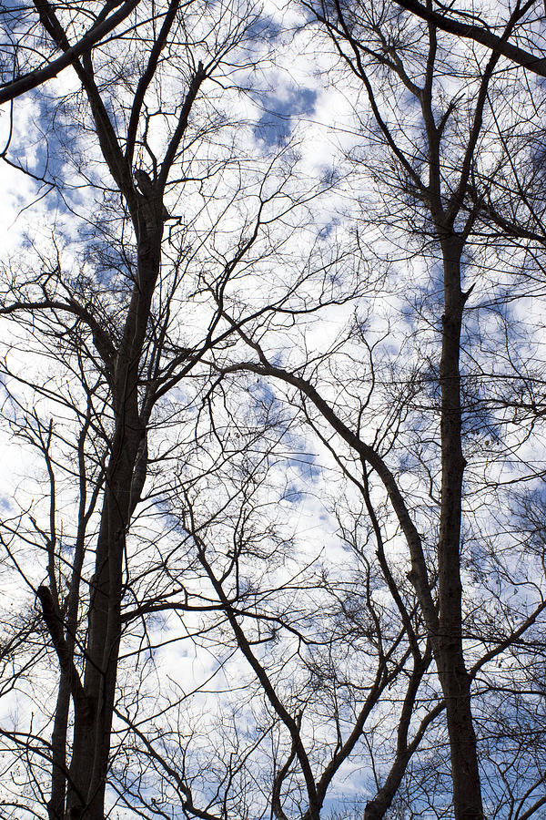 Blue and White Photograph by Lisha Segur - Fine Art America