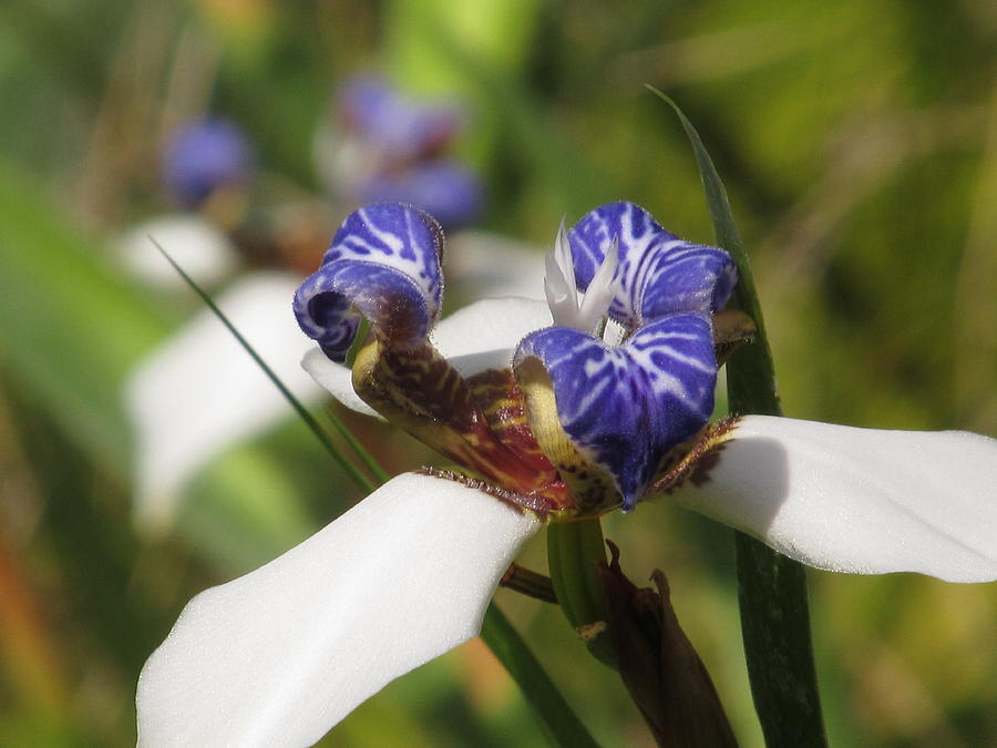 Iris Photograph - Blue And White Water Iris by Alfred Ng