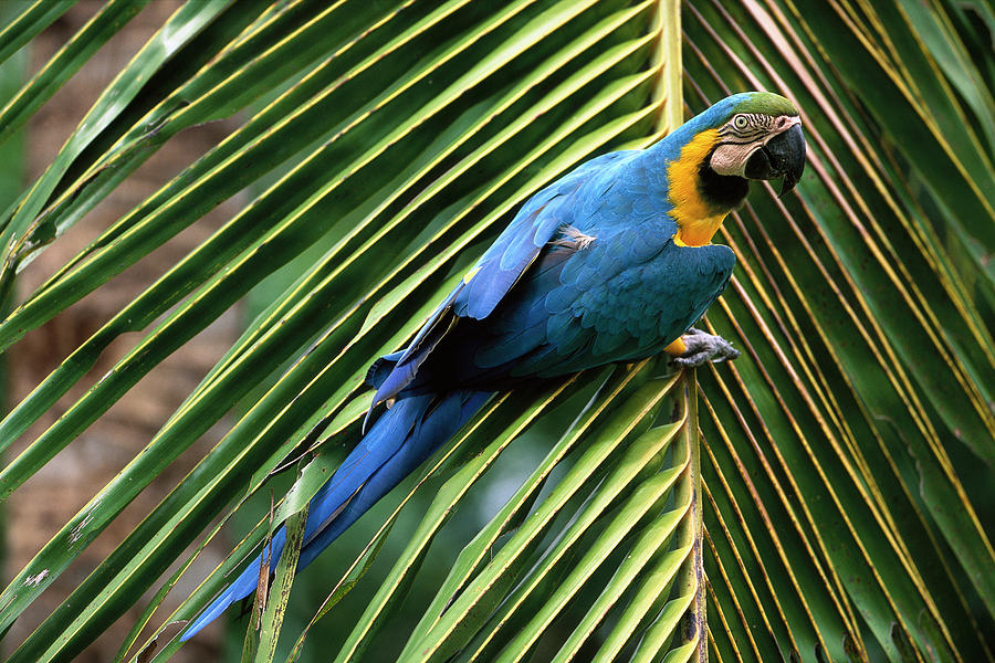 Blue And Yellow Macaw Ara Ararauna Photograph by Pete Oxford