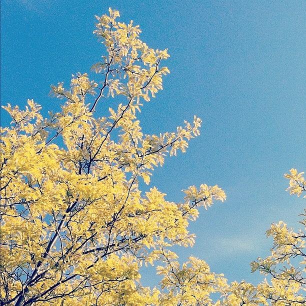 Nature Photograph - #blue And #yellow Make Green!  #tree by Jenna Luehrsen