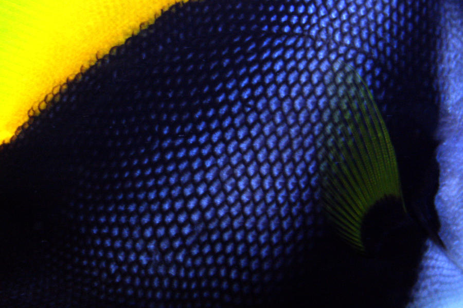 Blue and Yellow Scales Photograph by Jennifer Bright Burr