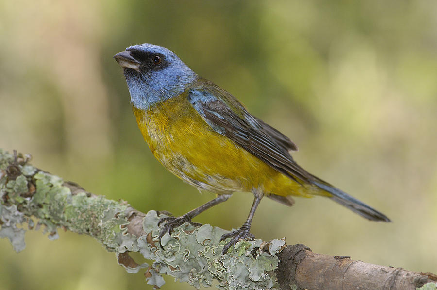 Blue And Yellow Tanager Thraupis Photograph by Pete Oxford