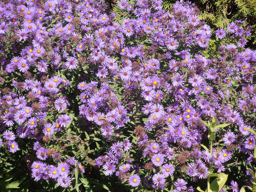 Salmon Photograph - Blue Asters 2001 Fall by Tim Donovan