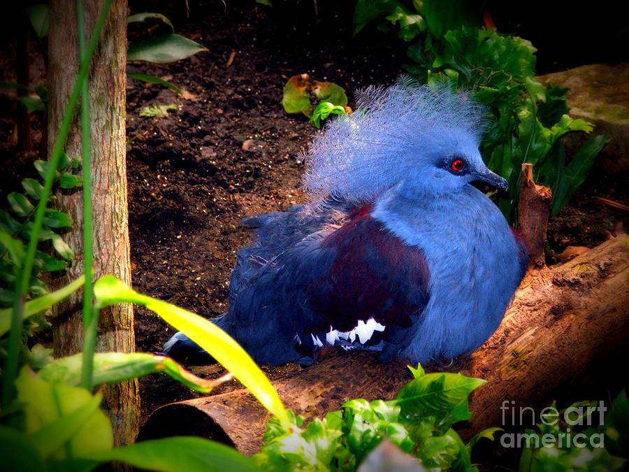 Bird Photograph - Blue Beauty  by Ashley Vipond