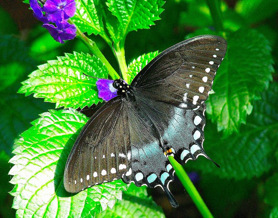 Blue beauty Photograph by Dawn Santos - Fine Art America