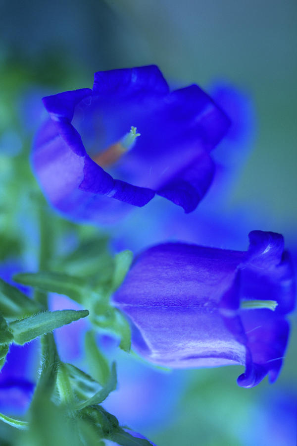 Flower Photograph - Blue Bell Flowers by Kathy Yates