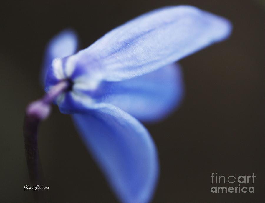 Blue bell in soft focus Photograph by Yumi Johnson