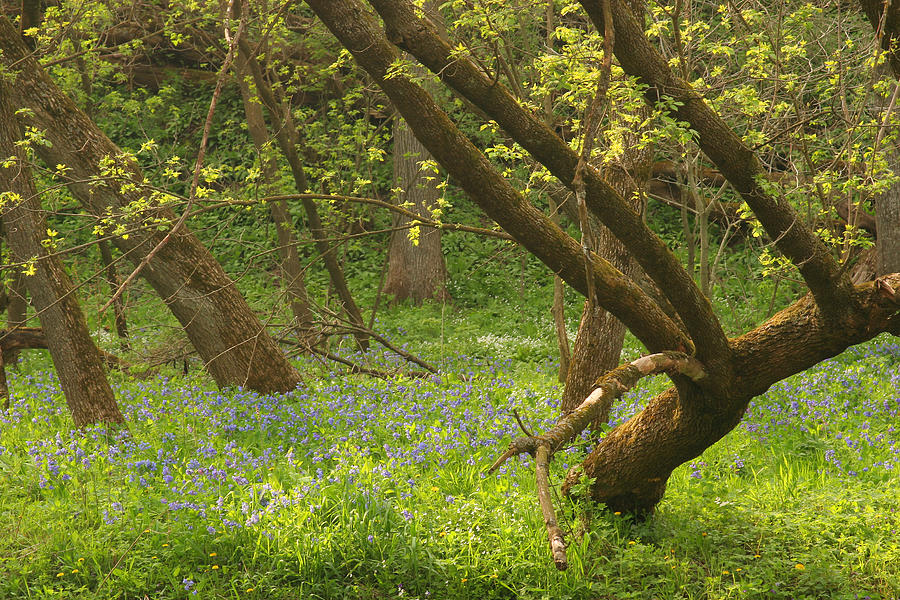 Tree Photograph - Blue Bells N Woods Scene 7 by John Brueske