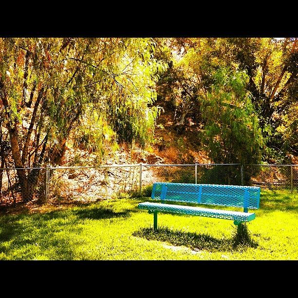 Tree Photograph - Blue Bench at Park by Melanie Kartawinata