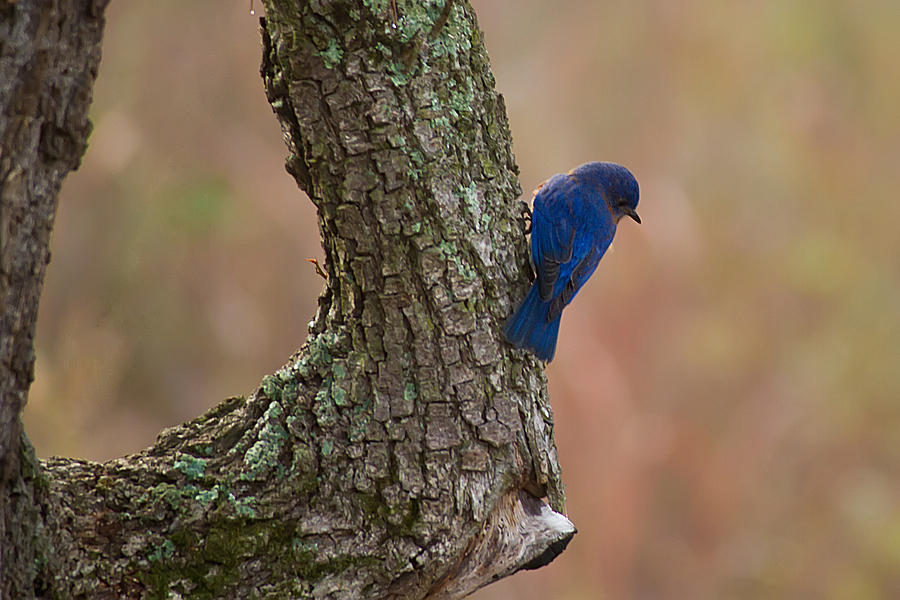 Blue Bird 2 Photograph