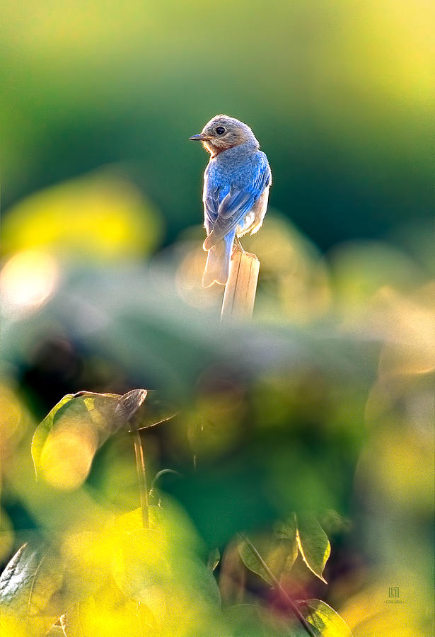 Blue Bird in the Garden Photograph by Steven Llorca